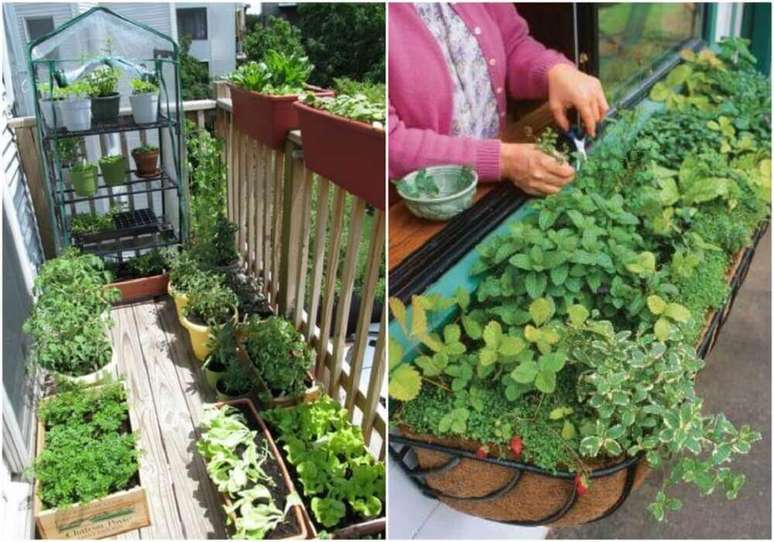 3. Dicas e cuidados de como fazer horta em apartamento