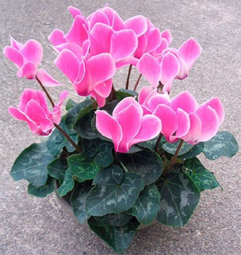 15. O ciclame são tipos de flores coloridas que se muito utilizadas em jardim de inverno