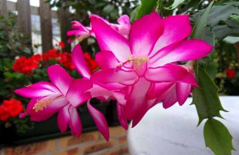 16. A flor-de-maio também é conhecida com nome de flores flor-de-seda