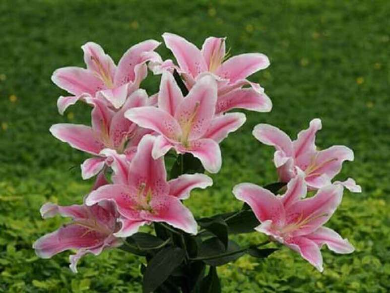 26. O lírio está entre os tipos de flores coloridas que possuem mais de 100 espécies