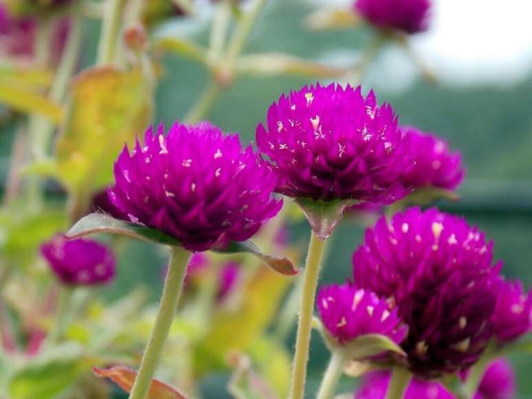 38. A perpétua são tipos de flores que se adaptam bem tanto ao frio quanto ao calor.