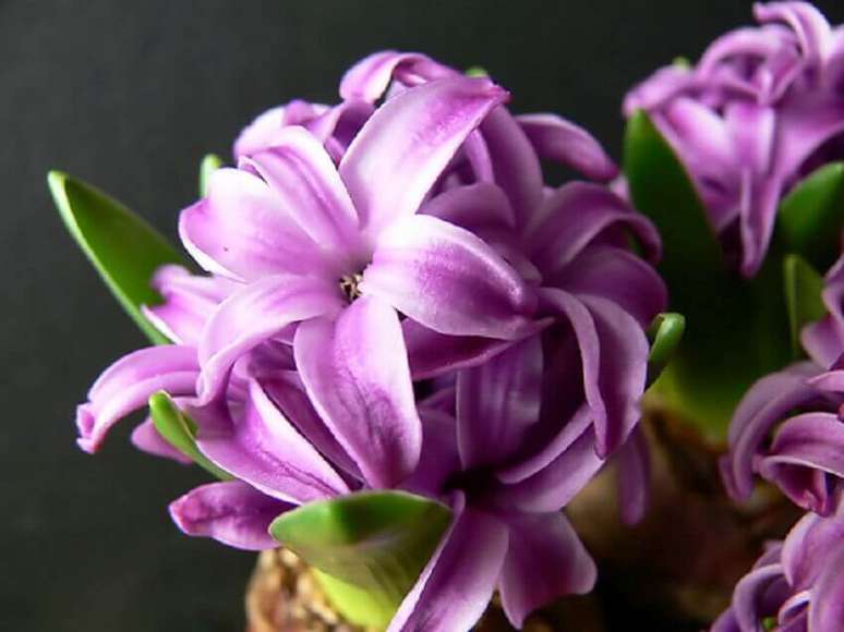 29. É possível encontrar mais 60 tipos de flores de jacinto
