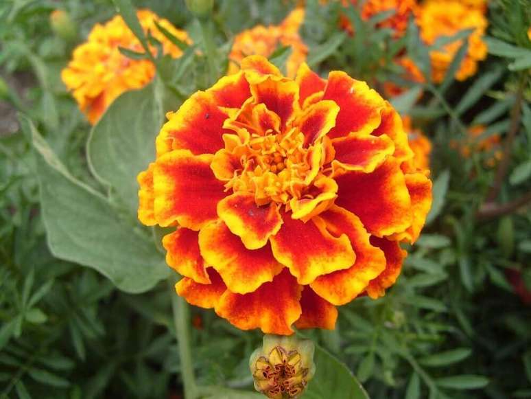 44. A tagetes também é conhecida pelo nome de flores de Flor-dos-mortos