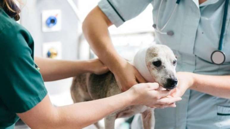 Tratamentos à base de açúcar podem ajudar não apenas seres humanos, mas também animais 