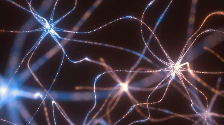 Pesquisa questiona armazenamento da memória nas sinapses
