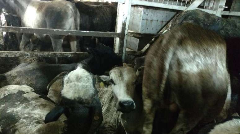 Cerca de 27 mil bois estavam no navio Nada, que viajou &agrave; Turquia