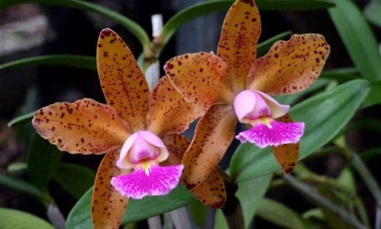 22- Esses tipos de orquídeas Cattleya são epífitas e geralmente vivem em troncos de árvores