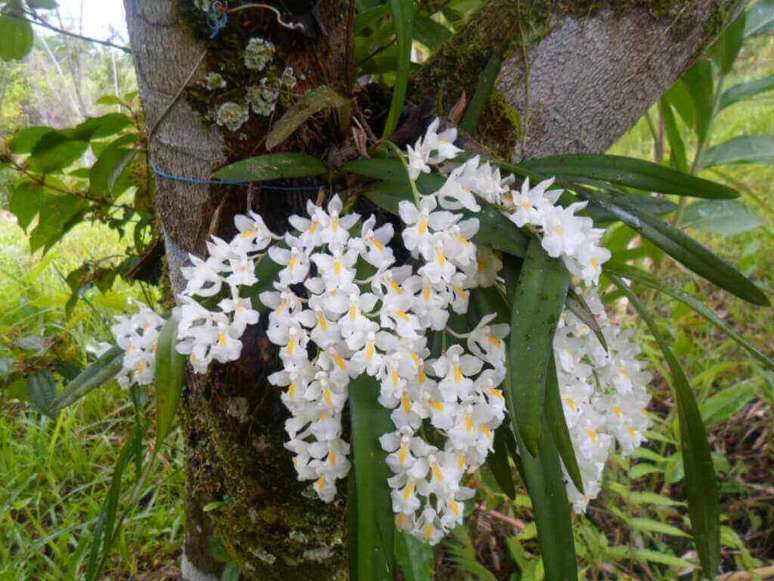 Orquídeas naturales – Verde Amarelo