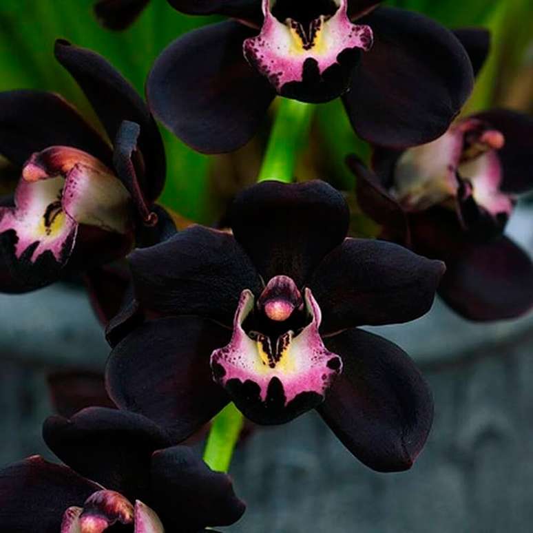 12- As orquídeas negras duram 5 dias e florescem várias vezes por ano