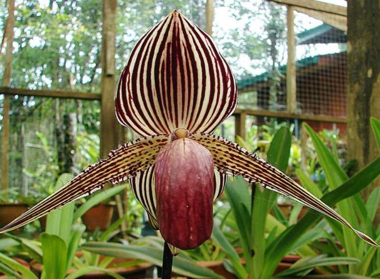 26- Esse tipo de orquídea rara é uma das plantas mais caras entre a familía de espécies paphiopedilum, também conhecidas como “sapatinhos”