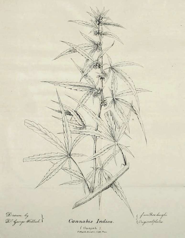 Ilustração da planta de Cannabis Indica, publicada no artigo de O'Shaughnessy, de 1839