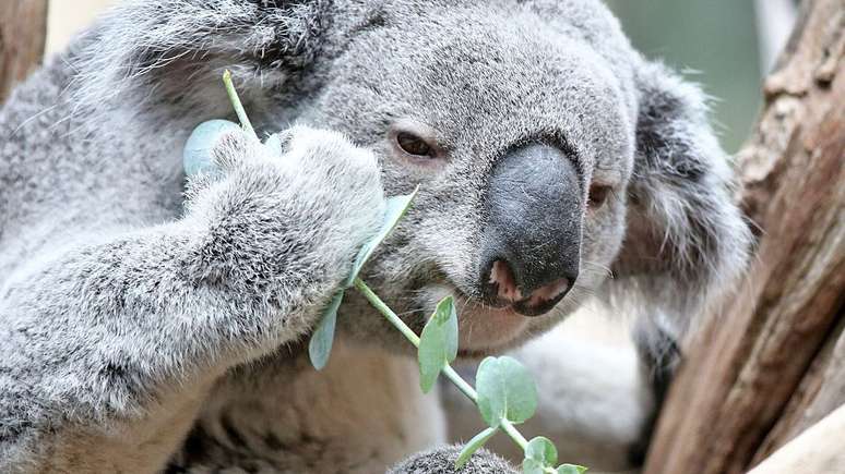 Tratamentos convencionais, como antibióticos, podem prejudicar a habilidade que os coalas têm de digerir folhas.