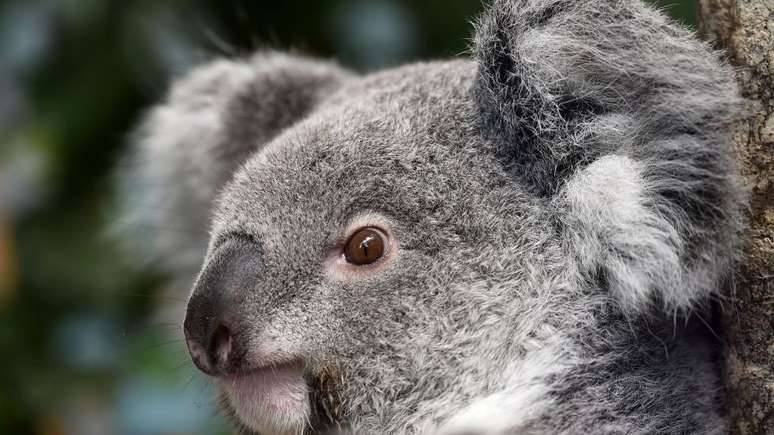 Alguns cientistas defendem que abate de animais poderá levar a um aumento futuro da população de coalas