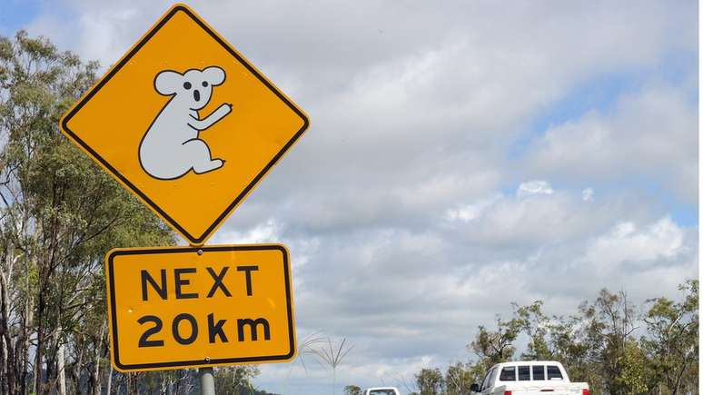Atropelamentos são uma das principais causas de morte de coalas