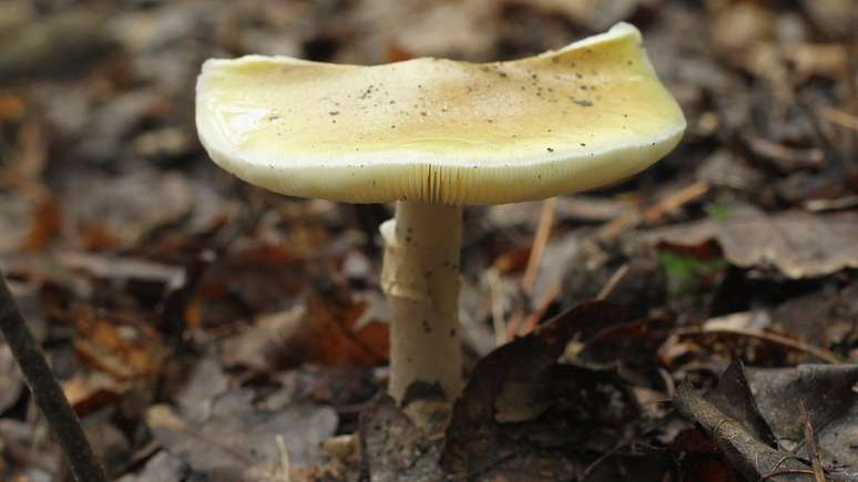 Nunca se deve comer um cogumelo selvagem sem ter 100% de certeza de sua segurança, dizem especialistas