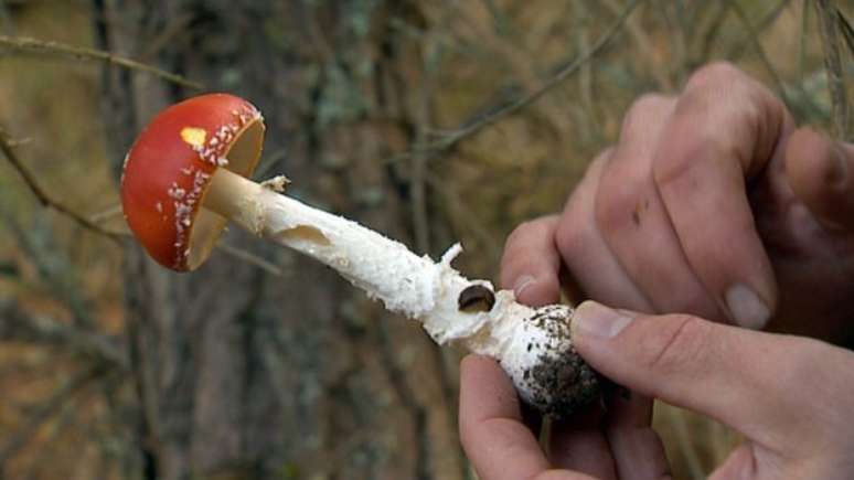 Cogumelo venenoso selvagem coletado no Reino Unido; muitos acabam sendo confundidos com espécies comestíveis