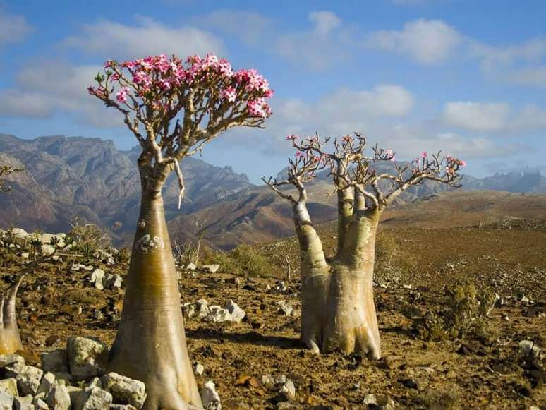 9. A árvore das rosas do deserto lembram muito os Baobás
