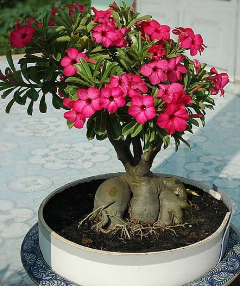 17. Vaso grande com rosa do deserto plantada e muito florida