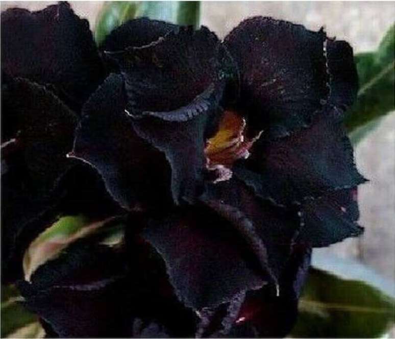 18. A rosa do deserto preta são super lindas e diferentes