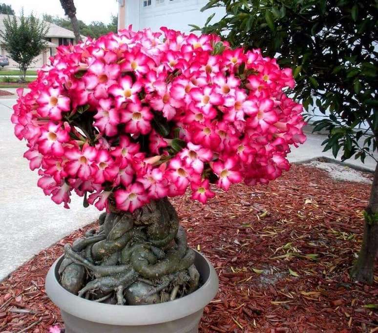 2. Quando plantada em vasos a rosa do deserto fica parecida com uma pequena árvore devido as suas grandes raízes