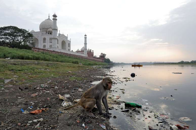 Macaco observa ao lado do poluído rio Yamuna, perto do Taj Mahal, em Agra, na Índia
19/05/2018 REUTERS/Saumya Khandelwal 