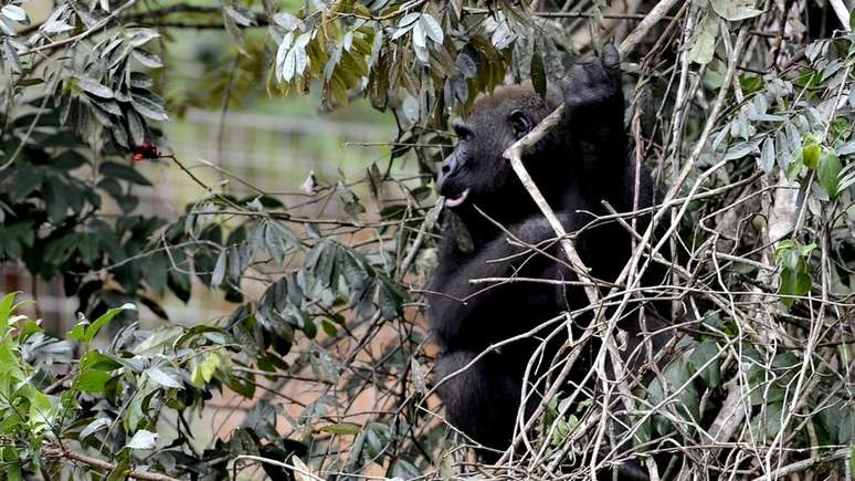 A pesquisa usou sangue de primatas em um santuário no Gabão, o La Lékédi Parc