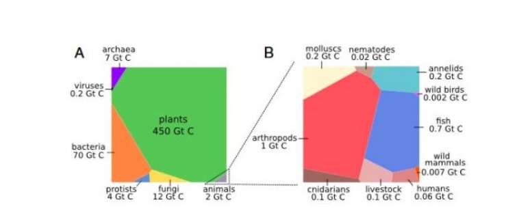 Gráfico mostra relação de biomassa entre reinos (A) e no animal (B) (Gráfico: PNAS)