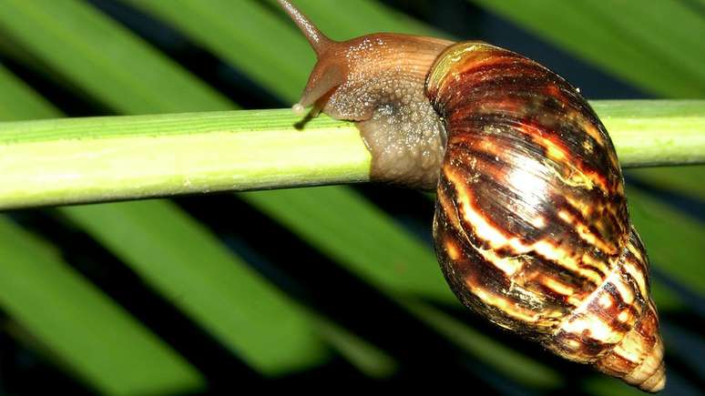 O caramujo-gigante-africano foi trazido para o Brasil para ser consumido como scargot
