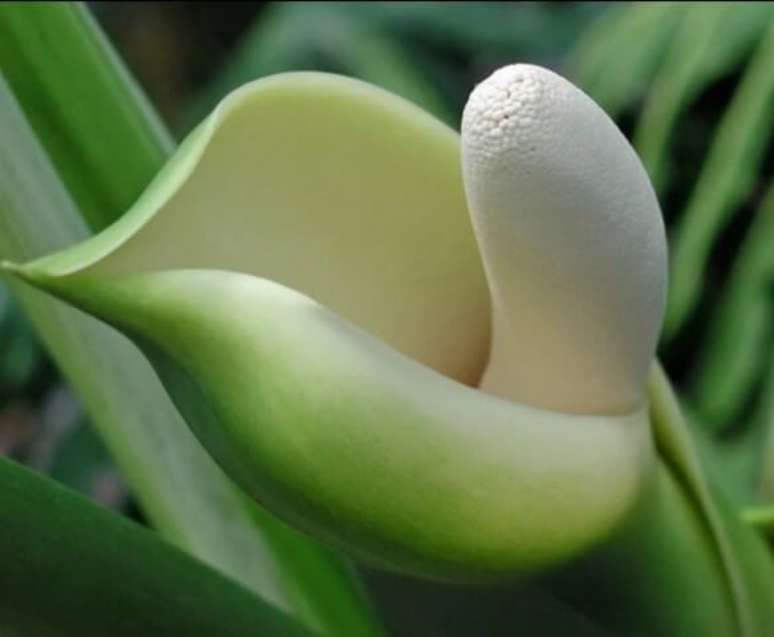 4. Imagem das infloresc&ecirc;ncias de Zamioculcas