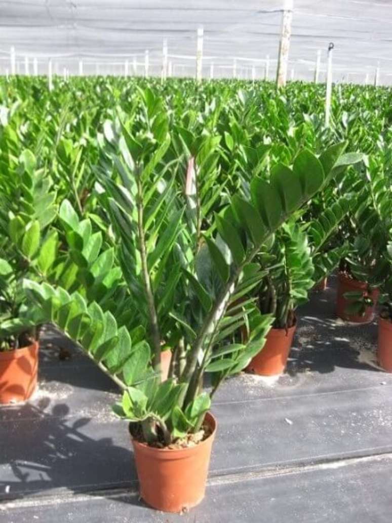 18. Plantação de Zamioculcas