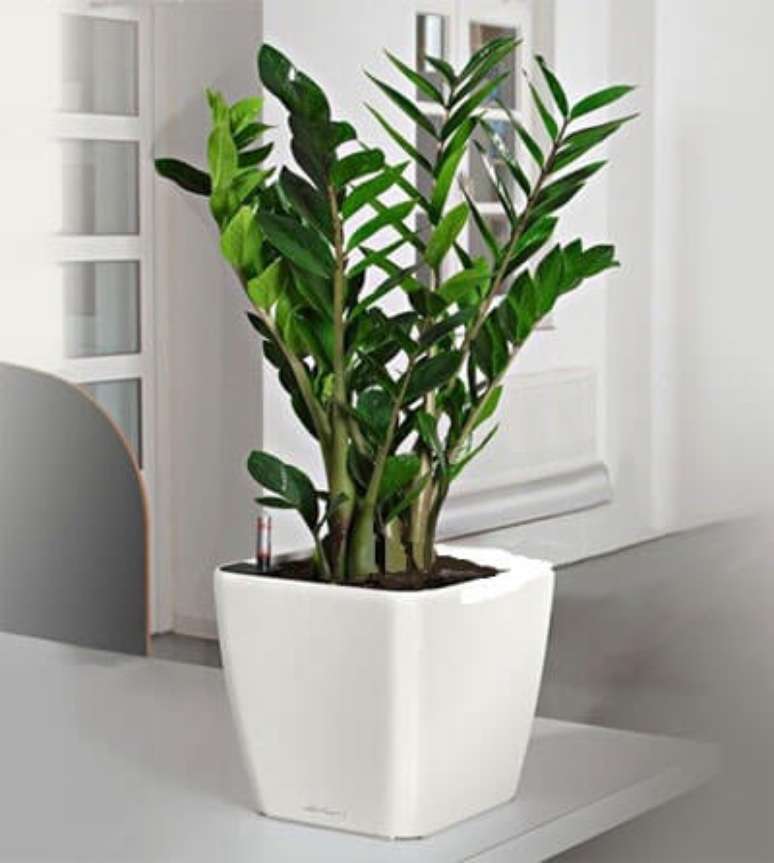 14. Zamioculcas em cima da mesa
