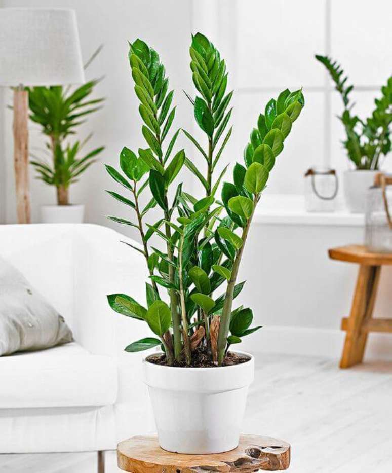 19. Zamioculcas em decoração minimalista