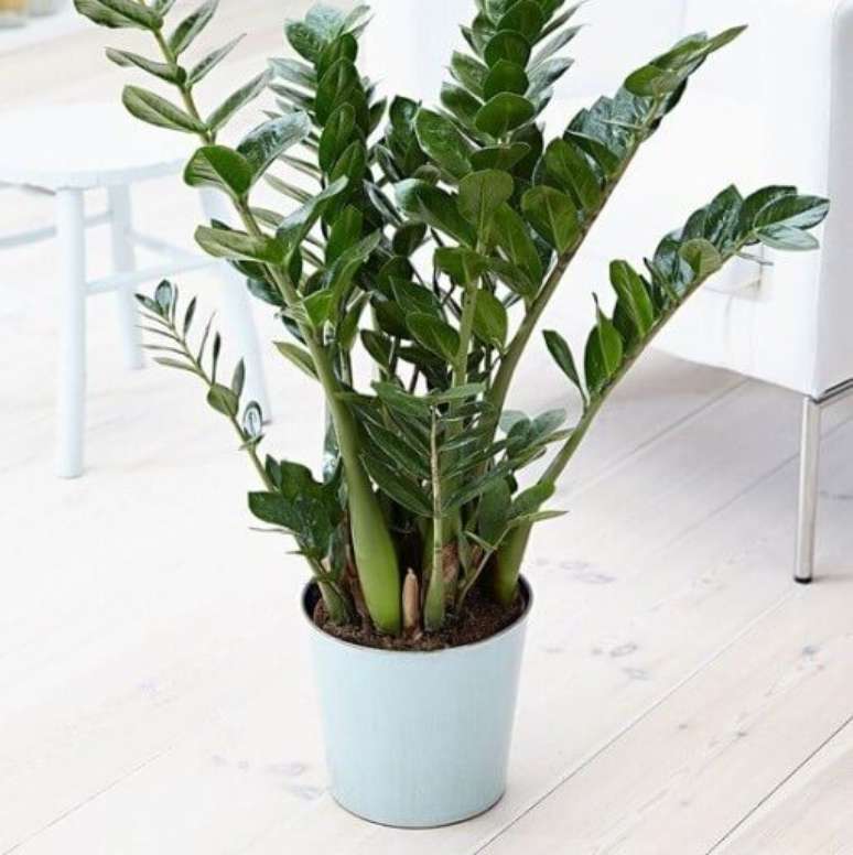12. Zamioculcas em vaso azul claro
