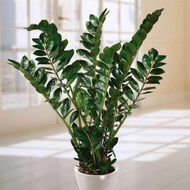 11. Zamioculcas em vaso branco