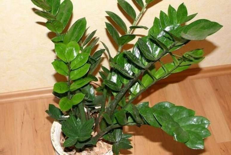 21. Zamioculcas em vaso com cascalho