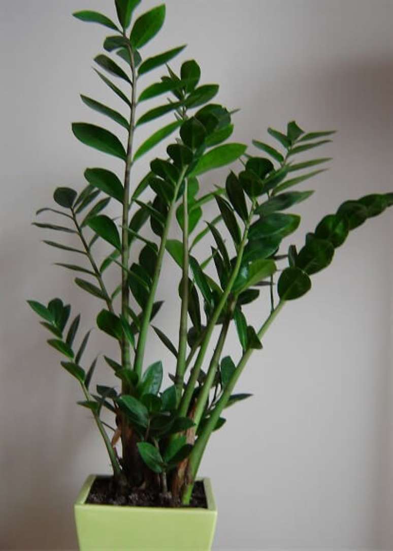 15. Zamioculcas em vaso verde