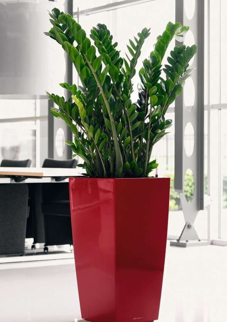 23. Zamioculcas em vaso vermelho