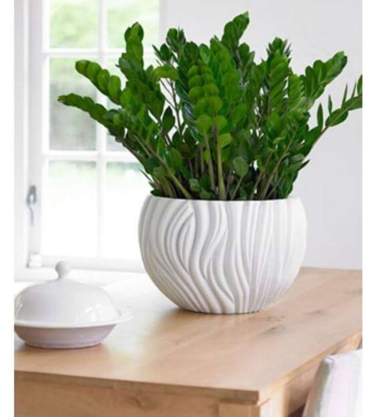 5. Saiba como cuidar bem das suas Zamioculcas