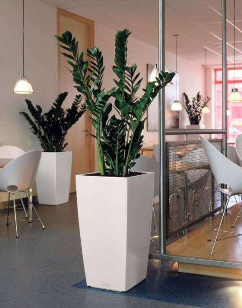 9. Zamioculcas não são recomendadas para casas com animais