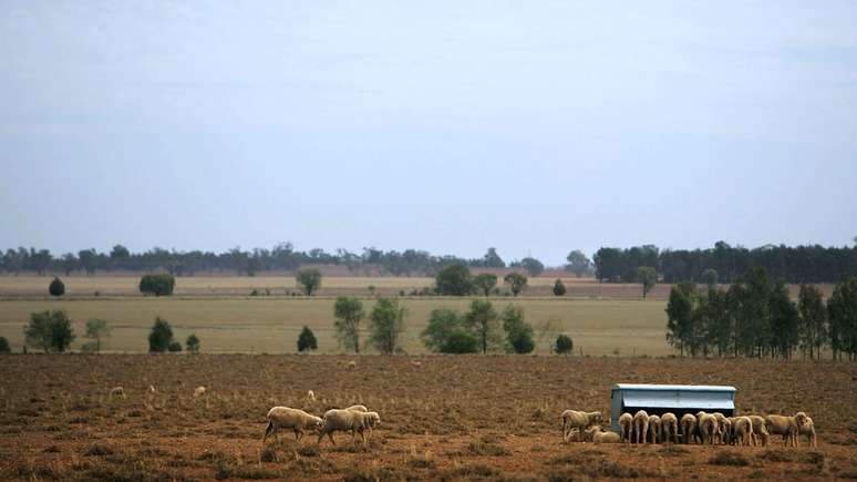MacDonald até hoje se dedica a sua granja de ovelhas na Austrália