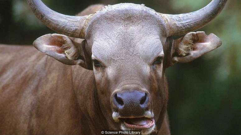 Bantengue, também conhecido como tembadau, é uma espécie de gado selvagem nativo do sudeste da Ásia