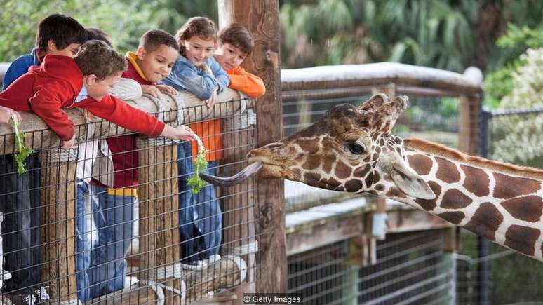 Clonagem de animais ganha cada vez mais espaço