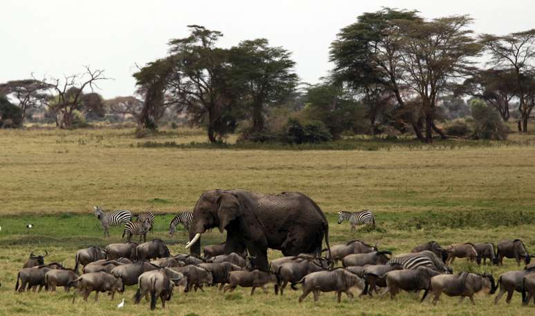 Tanzânia é o lugar ideal para encontrar o &#034;big five&#034;:  leão, búfalo, rinoceronte, elefante e leopardo