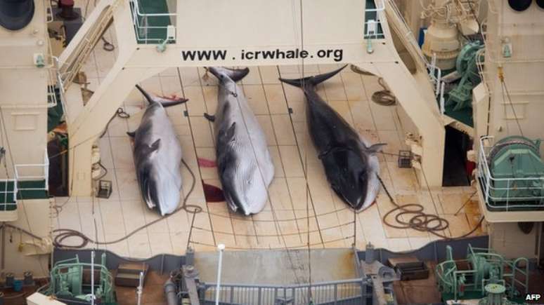 Ativistas acusam o projeto japonês de 'caça ilegal de baleias'
