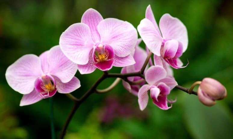 22 – Orquídeas de haste grande.