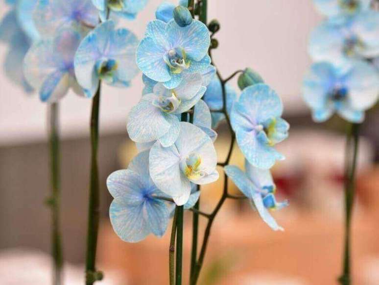23 –Orquídea azul