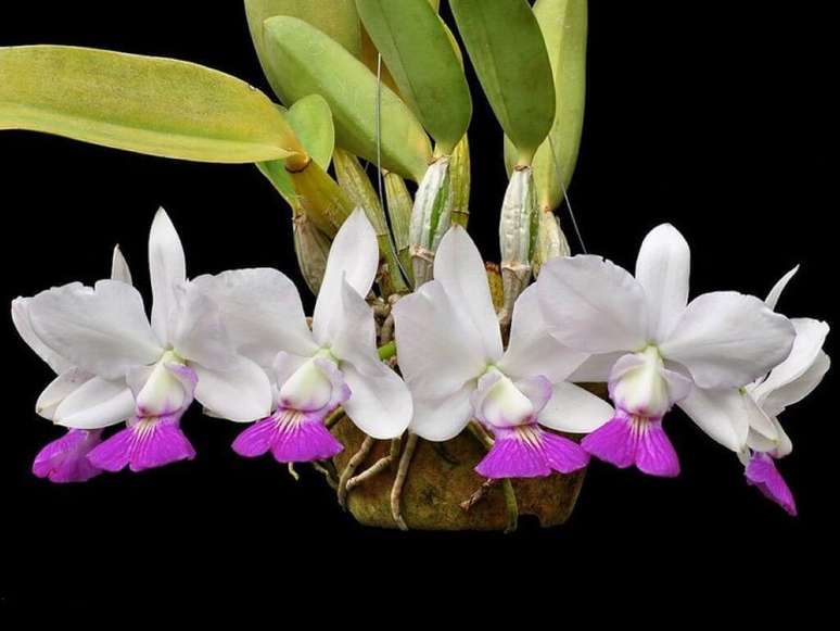 24 –Orquídea branca e lilás.