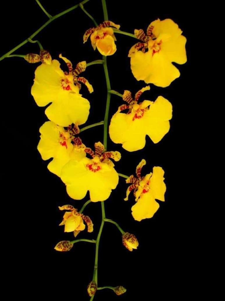 13- Orquídea chuva de ouro