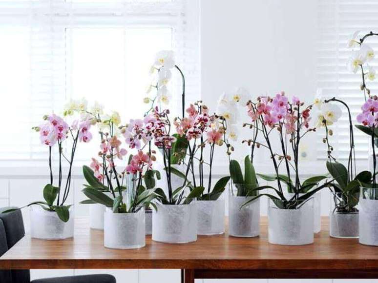7 – Orquídeas pequenas para ambientes iluminados.