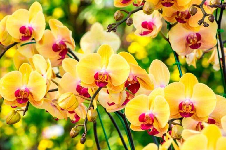 25 –Orquídeas amarelas com detalhes em vermelho.